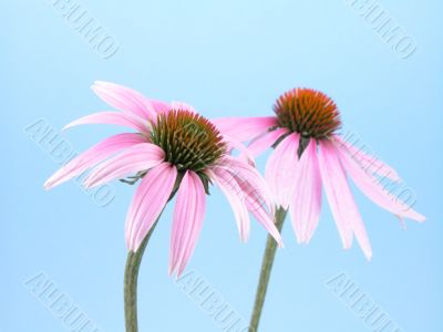 echinacea flowers