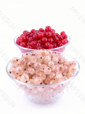 currants
