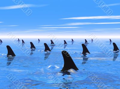 Swimming with sharks