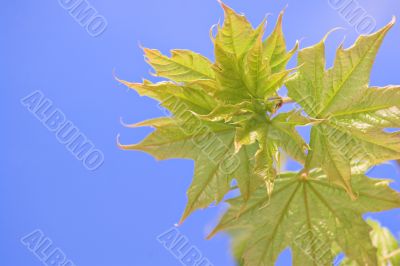 Spring leaves