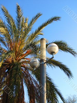 Palm tree and lamppost