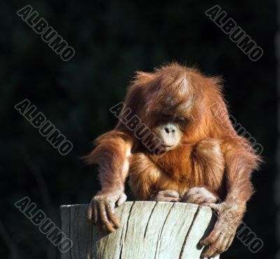 Baby orang utan
