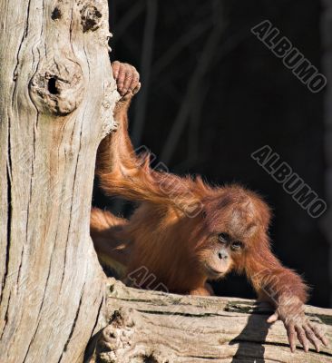 Baby orang