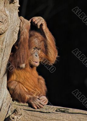 Baby orang utan