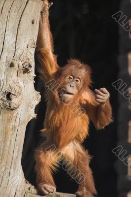 Baby orang