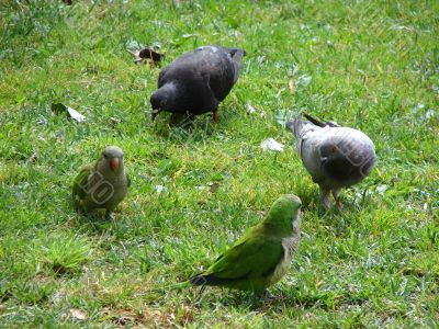 Pigeons and parrots