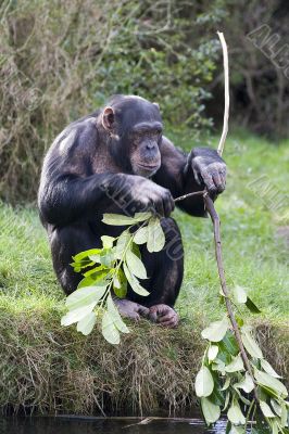 Chimpanzee