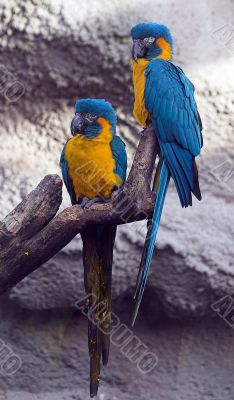 Parrots