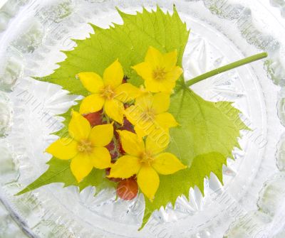 Yellow flowers in water