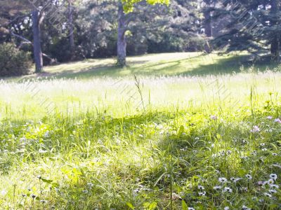 Lawn