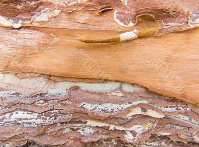  bark of a tree