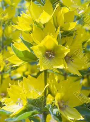 Yellow flower