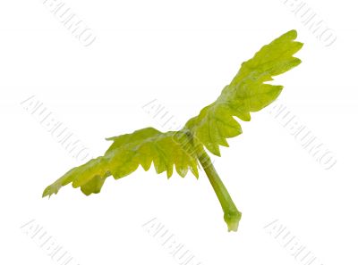 Green leaf