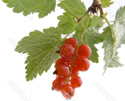 red currant