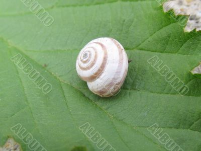 snail