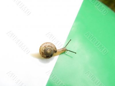 The snail
