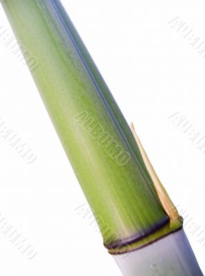a bamboo