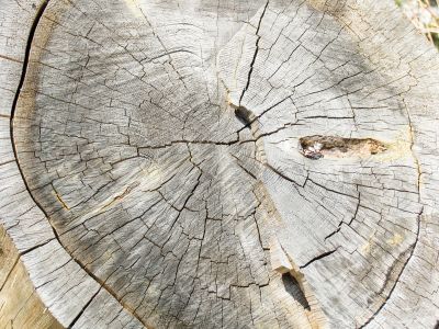 old tree