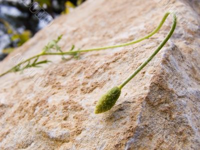 The germ of a poppy