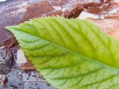 Bark and the leaf