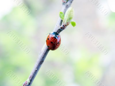 The ladybird