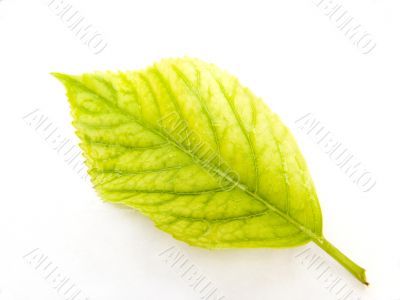 Green leaf
