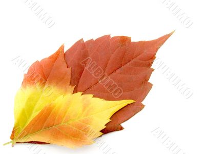 Bright autumn leaves