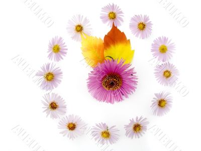 autumn flowers and leaves