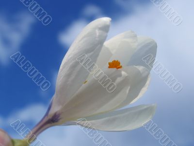Flower in a hand