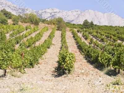 Vineyard