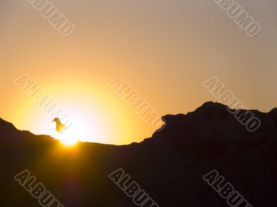 seagull and the sun