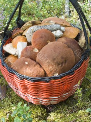 Mushrooms