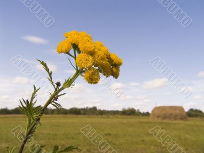 Yellow flower