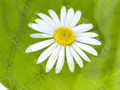 camomile
