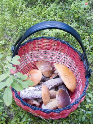 Mushrooms