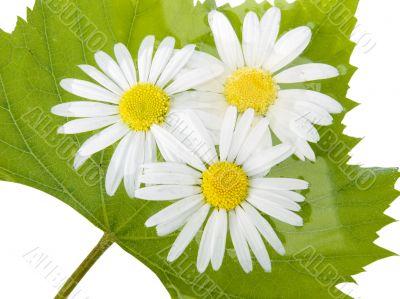 Three camomiles