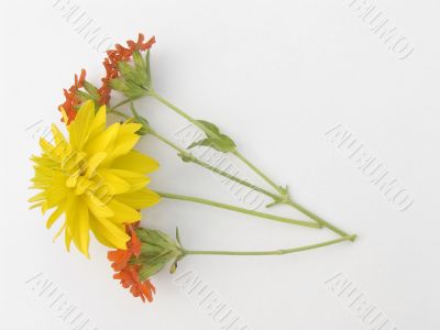 Flower still-life