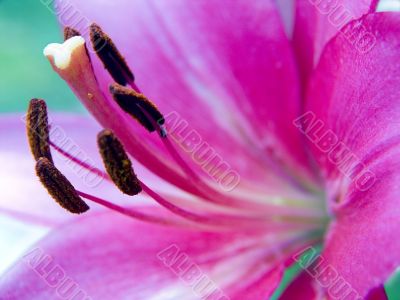 Flower of a lily