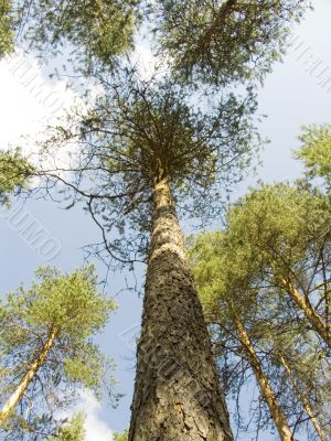 Tree in a wood
