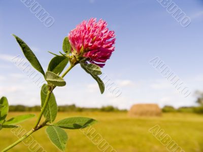 clover