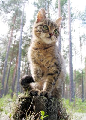 The small kitten