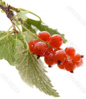 Red currant