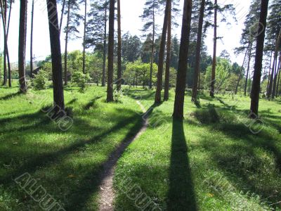 shade on timber lane