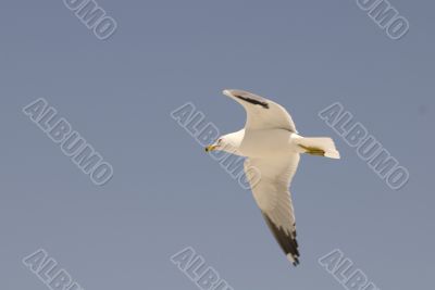 Seagull