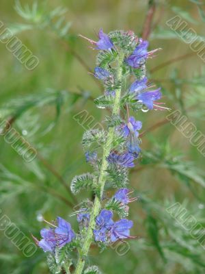 Wild blue flower on green grass background
