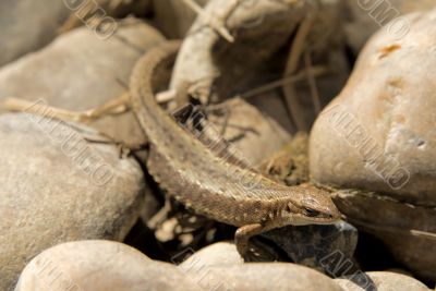 The small wild lizard on a stone