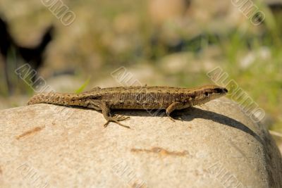 The small wild lizard on a stone