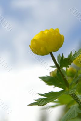Bud trollblumen on a background of the sky