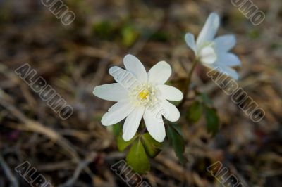 Two snowdrops in a spring wood
