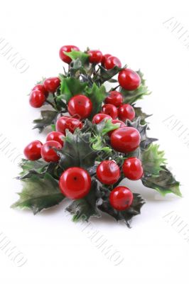 Christmas evergreen